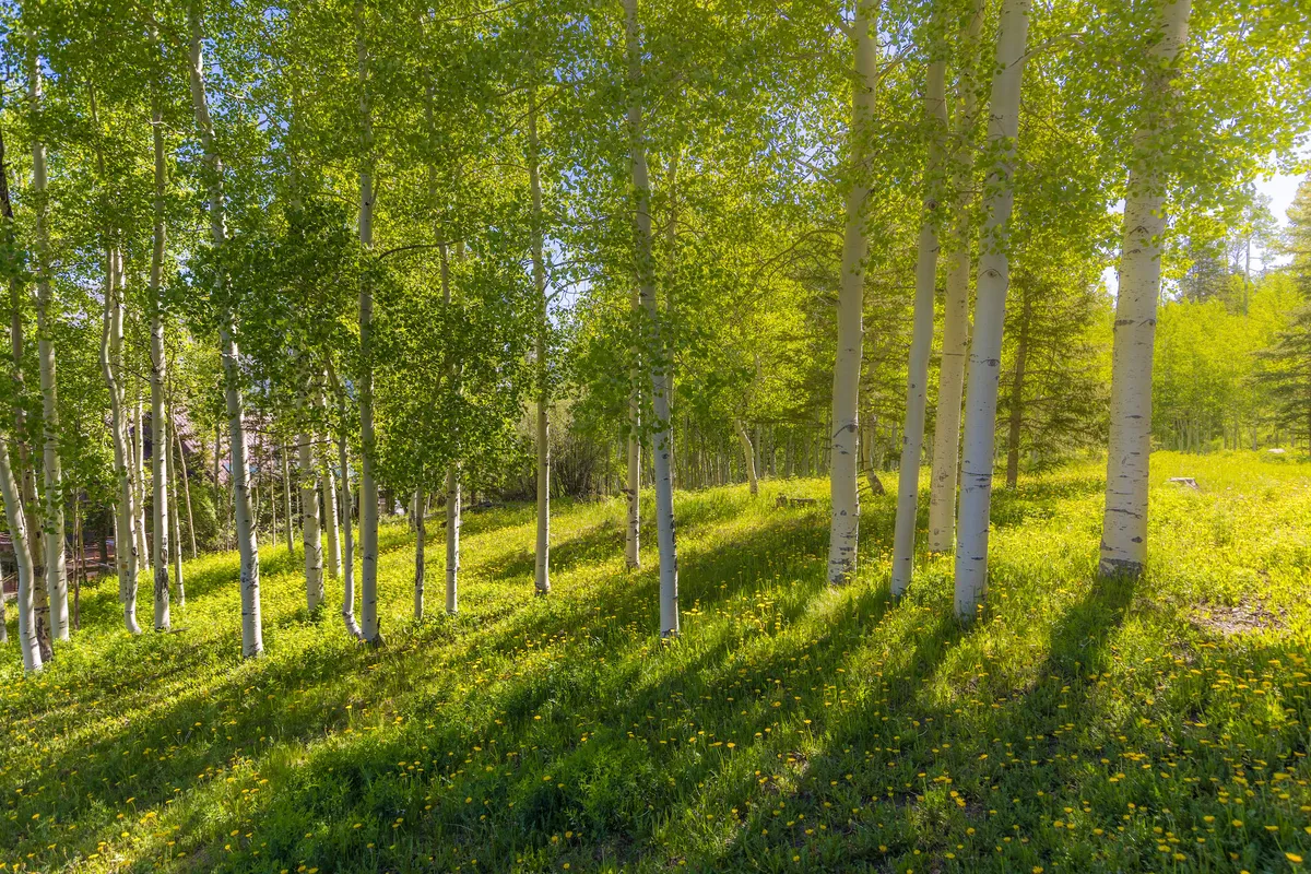 A serene exterior scene featuring tall aspen trees, lush green grass, and dandelions scattered across the ground. The setting exudes tranquility and an escape from city life, ideal for nature walks or peaceful reflection.